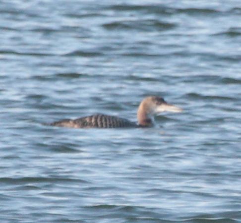 lodowiec  - Tadeusz Sobuś