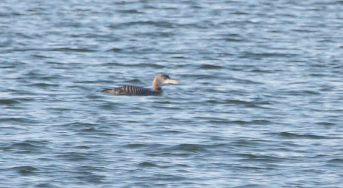 lodowiec  - Tadeusz Sobuś