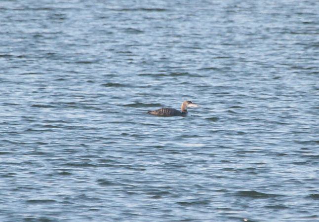 lodowiec  - Tadeusz Sobuś