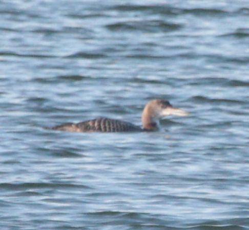 lodowiec  - Tadeusz Sobuś