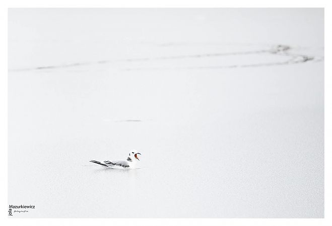 mewa trójpalczasta  - Tadeusz Sobuś