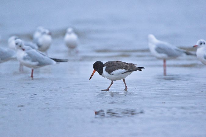 ostrygojad  - Piotr Gałęziowski