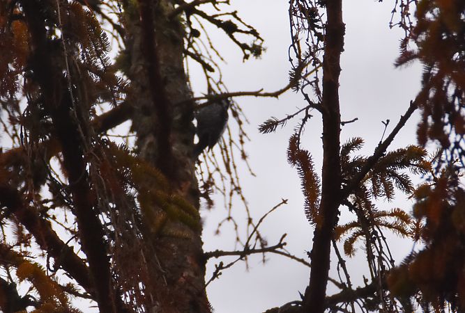Eurasian Three-toed Woodpecker  - Wojciech Kowalski
