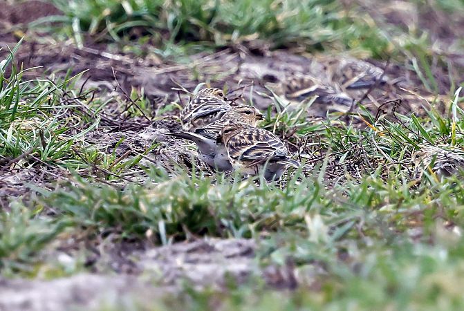 rzepołuch  - Damian Mikulski