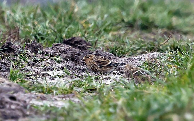 rzepołuch  - Damian Mikulski