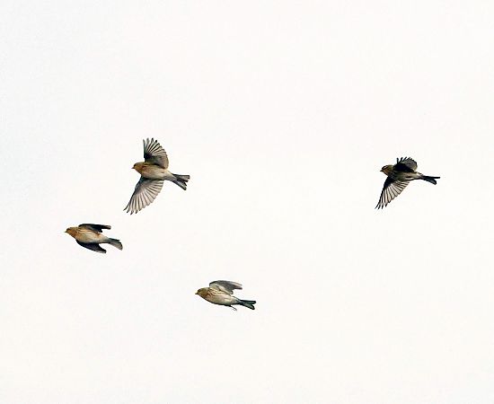 Linotte à bec jaune  - Damian Mikulski