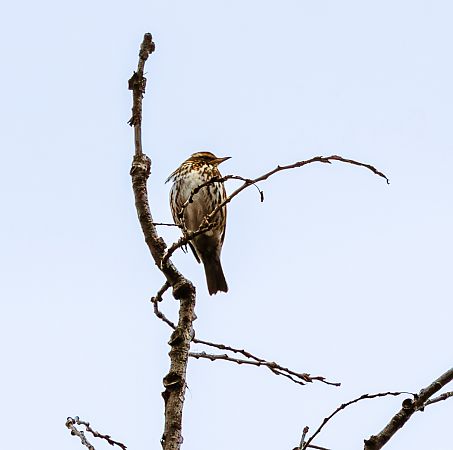 droździk  - Damian Mikulski
