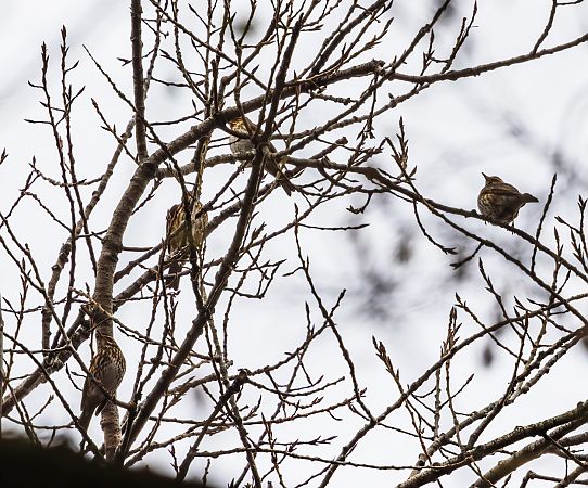 Grive mauvis  - Damian Mikulski