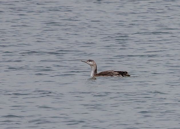 nur rdzawoszyi  - Damian Mikulski