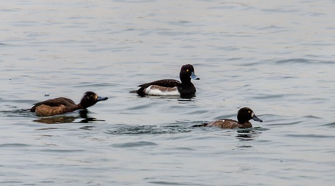 Reiherente  - Damian Mikulski