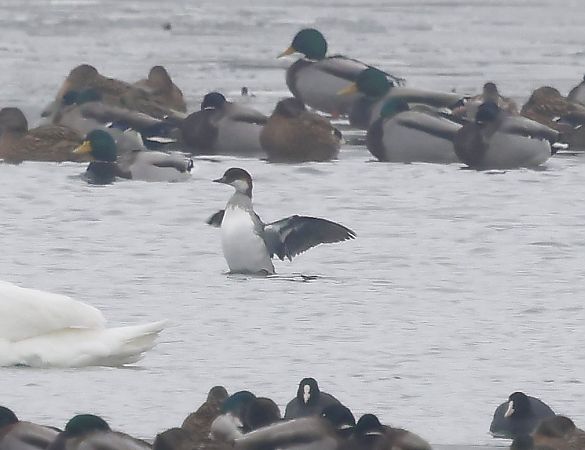 bielaczek  - Damian Mikulski