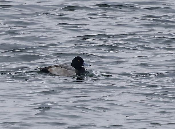 ogorzałka  - Damian Mikulski