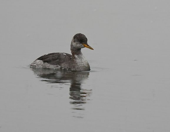 perkoz rdzawoszyi  - Damian Mikulski