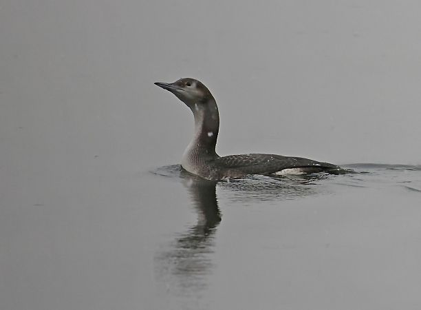 Prachttaucher  - Damian Mikulski