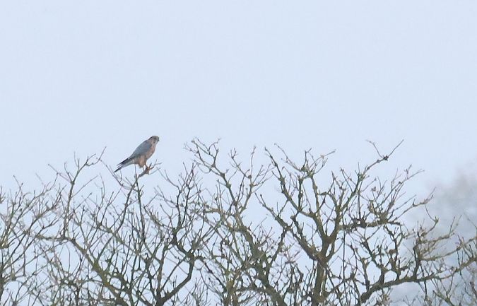 drzemlik  - Wojciech Plata