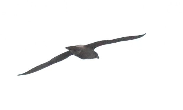 sokół wędrowny  - Wojciech Plata