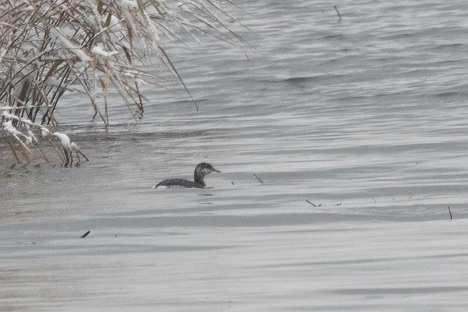 perkoz rogaty  - Katarzyna Szałas