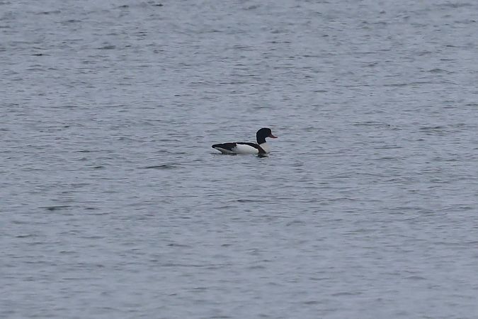 ohar  - Hubert Bodziony