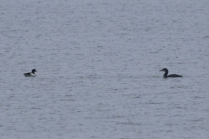 ohar  - Hubert Bodziony