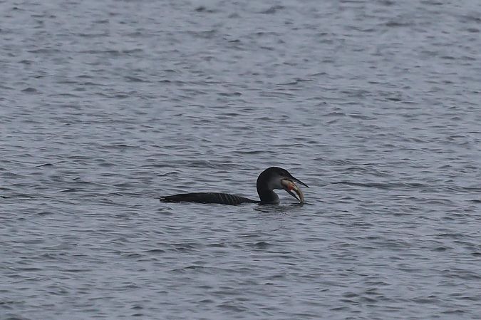 lodowiec  - Hubert Bodziony