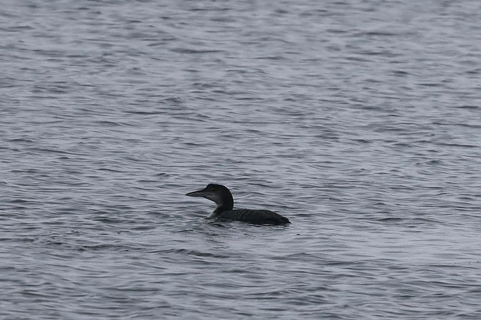 lodowiec  - Hubert Bodziony
