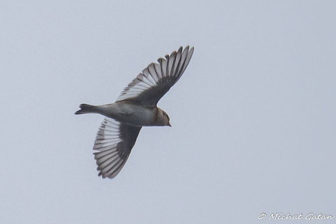 śnieguła  - Daniel Boruchalski