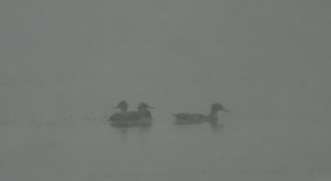 szlachar  - Daniel Boruchalski