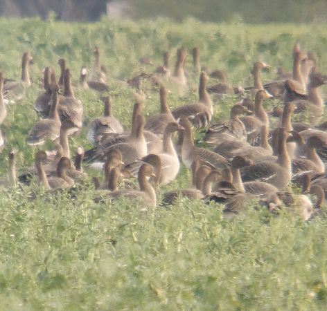 gęś krótkodzioba  - Adam Loręcki