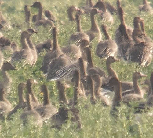 gęś krótkodzioba  - Adam Loręcki