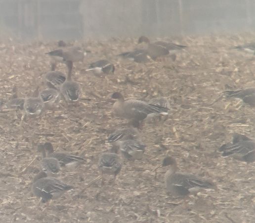 Kurzschnabelgans  - Adam Loręcki