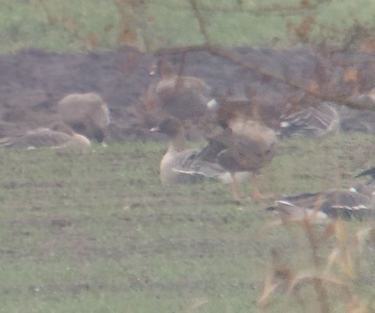 gęś krótkodzioba  - Adam Loręcki