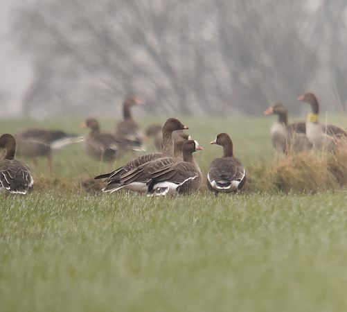 gęś mała  - Adam Loręcki