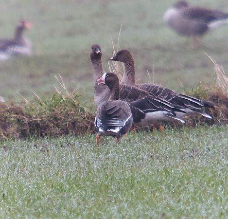 gęś mała  - Adam Loręcki