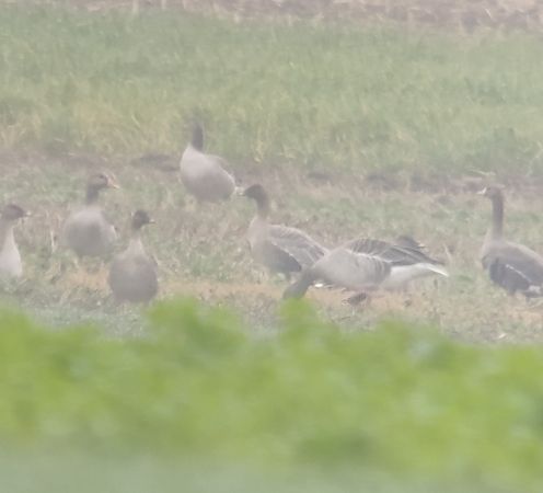 gęś krótkodzioba  - Adam Loręcki