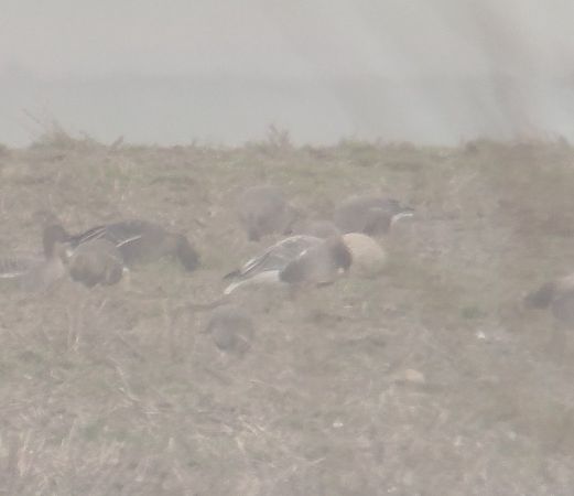 gęś krótkodzioba  - Adam Loręcki