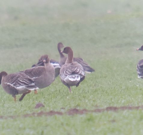 gęś krótkodzioba  - Adam Loręcki