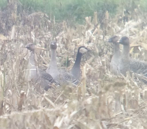 gęś Anser sp. x bernikla Branta sp.  - Adam Loręcki