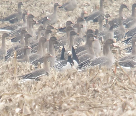 bernikla białolica  - Adam Loręcki