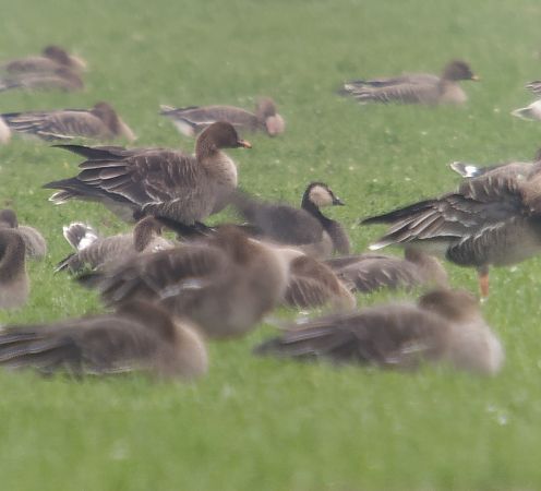 gęś Anser sp. x bernikla Branta sp.  - Adam Loręcki