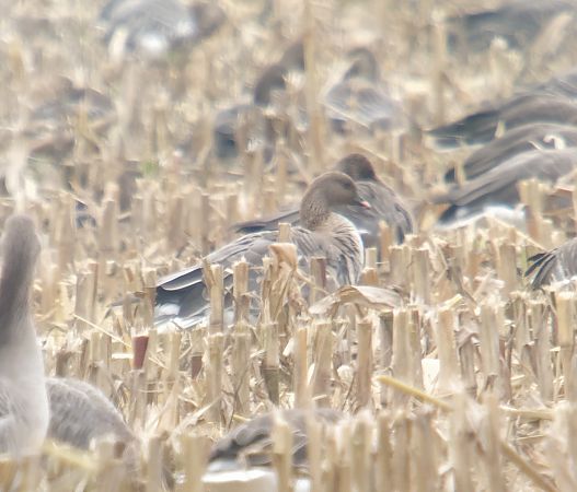 gęś krótkodzioba  - Adam Loręcki