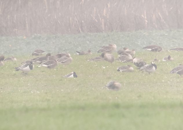 bernikla białolica  - Adam Loręcki