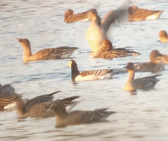bernikla białolica  - Adam Loręcki
