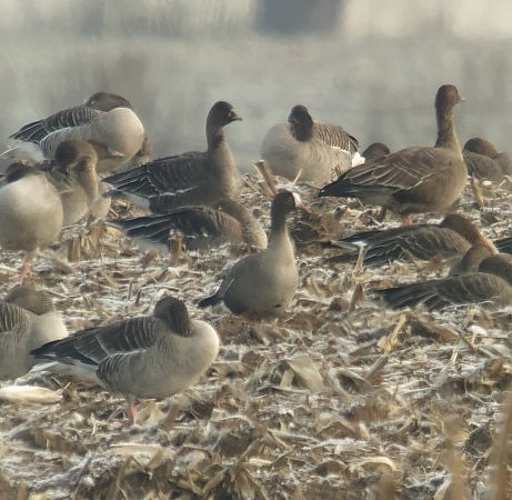 gęś mała  - Adam Loręcki