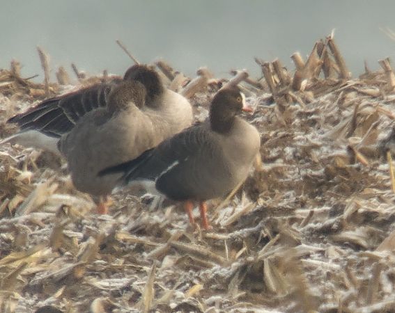 gęś mała  - Adam Loręcki