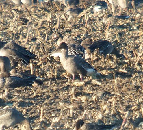 gęś krótkodzioba  - Adam Loręcki