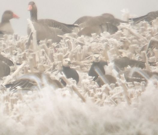 bernikla białolica  - Adam Loręcki