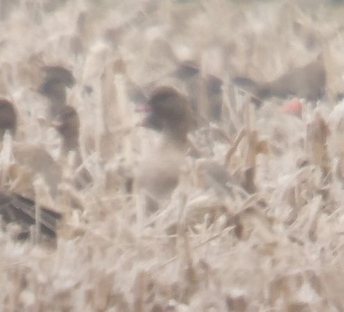 gęś krótkodzioba  - Adam Loręcki