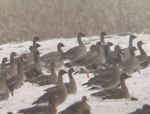 gęś krótkodzioba  - Adam Loręcki