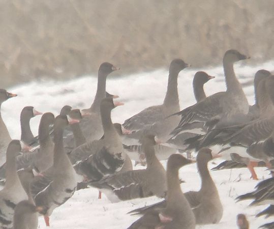 gęś krótkodzioba  - Adam Loręcki