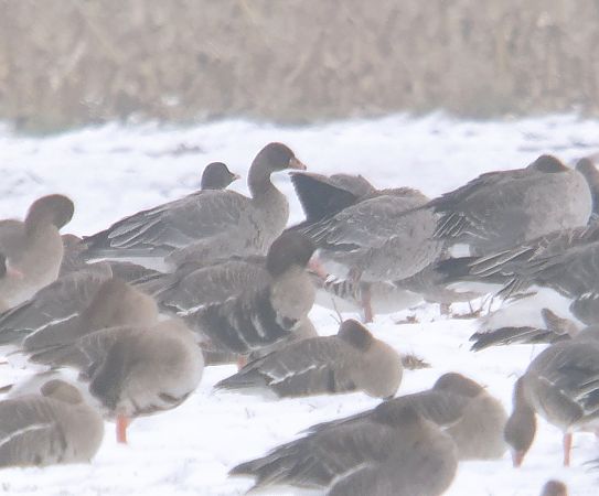 gęś krótkodzioba  - Adam Loręcki